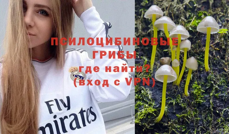 ссылка на мегу сайт  Игра  Псилоцибиновые грибы Psilocybe  продажа наркотиков 